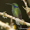 Green Violetear