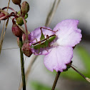Katydid nymph