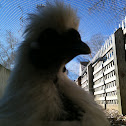 Silky Chicken