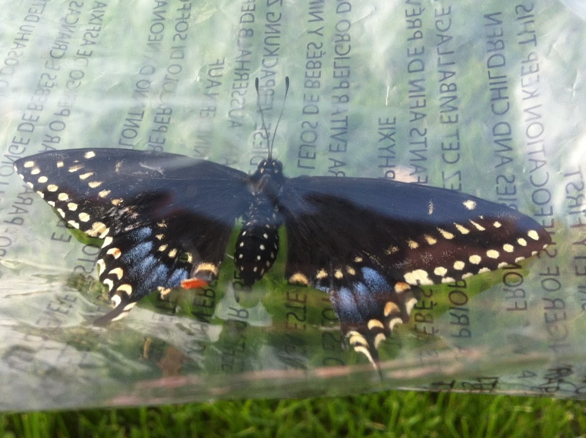 Black swallow tail
