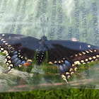 Black swallow tail