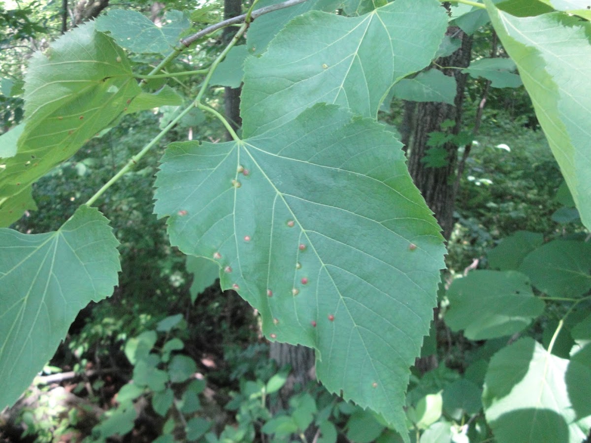 American Basswood