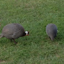 Helmeted Guineafowl