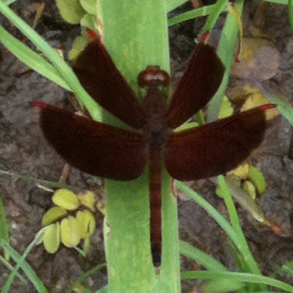 Spotting Image 1