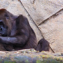 Western Lowland Gorilla