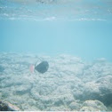 Pink Tail Triggerfish