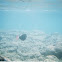 Pink Tail Triggerfish