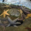 Sea Stars