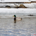 Mallard