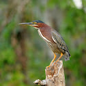 Green Heron