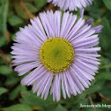 Daisy Fleabane