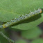 Locust Sawfly Instar