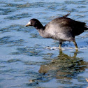 American Coot