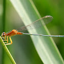 青紋細蟌 damsel fly