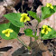 Downy Yellow Violet