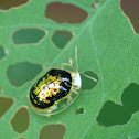Tortoise beetle