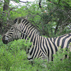 Zebra