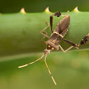 Leaf-footed Bug