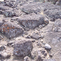 Lichen