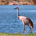 Florida Sandhill Crane