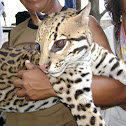 Ocelote, Ocelot