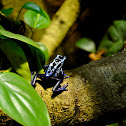 Blue Poison Dart Frog
