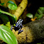 Blue Poison Dart Frog