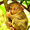 Philippine tarsier