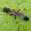 mud dauber