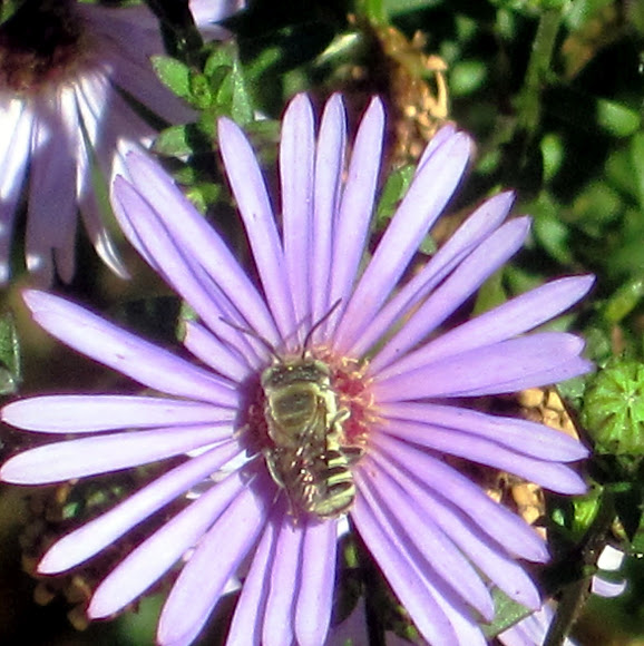 Spotting Image 1
