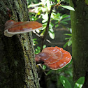 Reishi