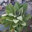 Great Mullein