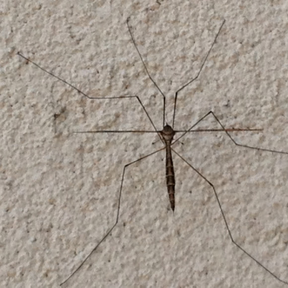 Spotting Image 1