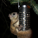 Northern Flying Squirrel