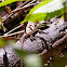 cocha whiptail