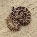 Diamond backed rattle snake