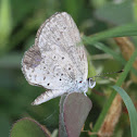 Hairstreak