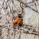 american robin