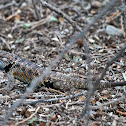Desert Spiny Lizard