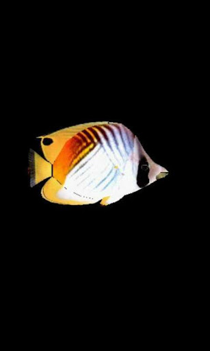 ButterflyFish2_lwp