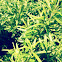 Rosemary