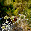 [Graphosoma lineatum]