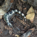 Marbled Salamander