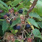 Blackberry
