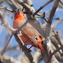 Tangara roja