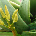 Áloe feroz, áloe del Cabo