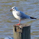 Mediterranean Gull