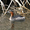 Little Grebe