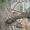 American Red Squirrel