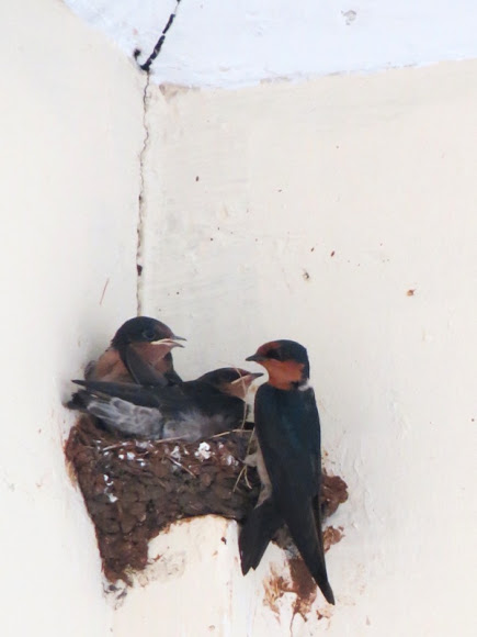 Spotting Image 1